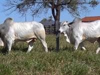 Lote 49