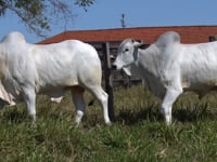 Lote 52