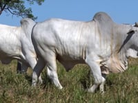 Lote 55