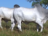Lote 58