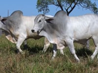 Lote 59