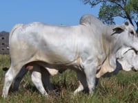 Lote 60