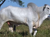 Lote 61