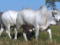 Lote 62