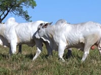Lote 63