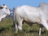 Lote 65