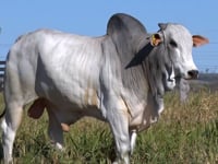 Lote 66