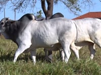 Lote 67