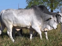 Lote 69