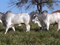 Lote 70