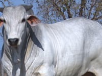 Lote 71