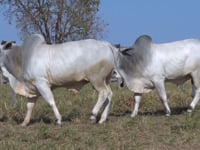 Lote 74