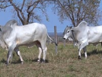 Lote 75