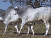 Lote 77