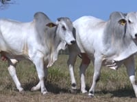 Lote 79