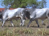 Lote 83