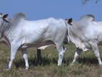 Lote 84