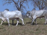 Lote 85