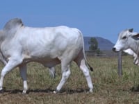 Lote 87
