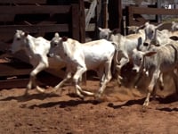 Lote 37