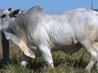 Lote 56