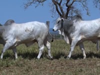 Lote 94