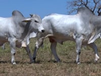 Lote 97