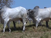 Lote 98