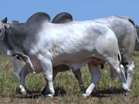 Lote 102