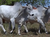 Lote 103