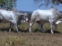 Lote 104