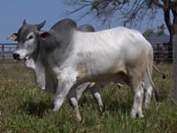 Lote 119