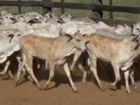 Lote 38