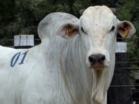 Lote 01