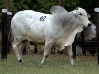 Lote 02