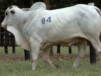 Lote 04
