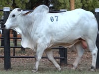 Lote 07