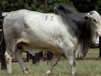 Lote 11