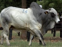 Lote 14