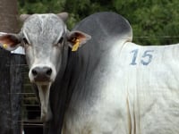 Lote 15