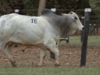 Lote 16