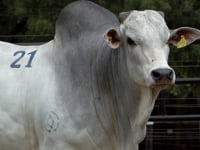 Lote 21