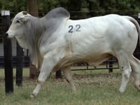 Lote 22
