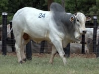 Lote 24