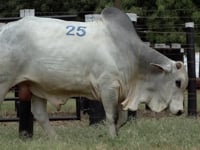 Lote 25