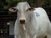 Lote 26