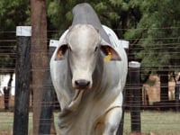 Lote 27