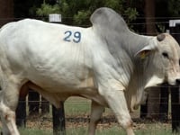 Lote 29