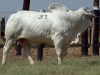 Lote 31