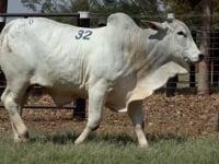 Lote 32
